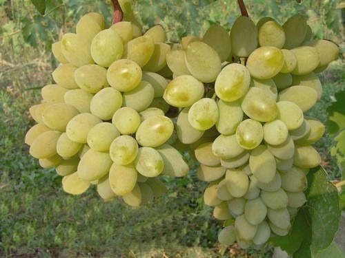 Vinič Prim