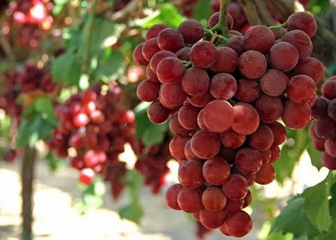 Vinič Swenson Red