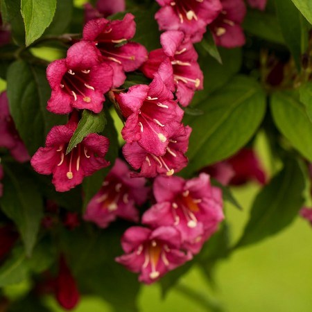 Vajgela Bristol Ruby