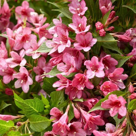 Vajgela Picobella Rosa