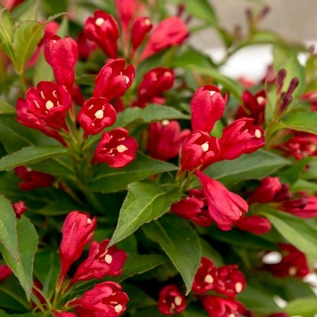 Vajgela All Summer Red