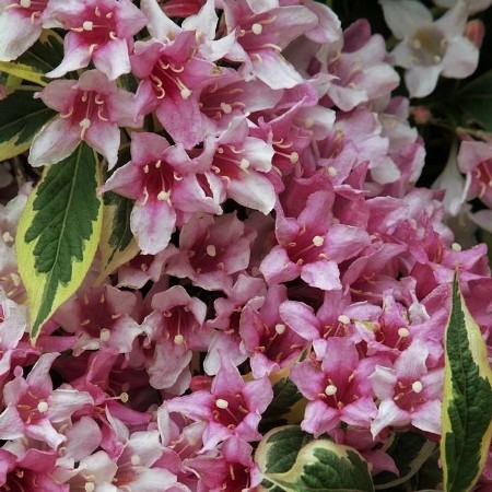 Vajgela Variegatta