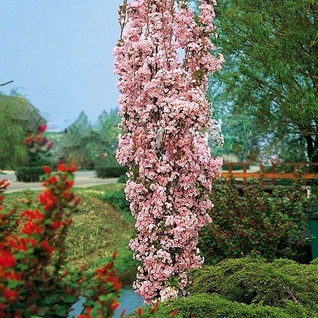 Sakura stĺpovitá