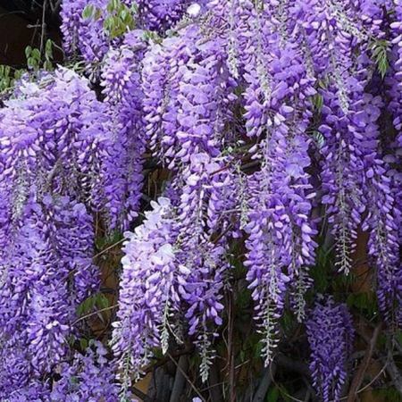 Wisteria čínska