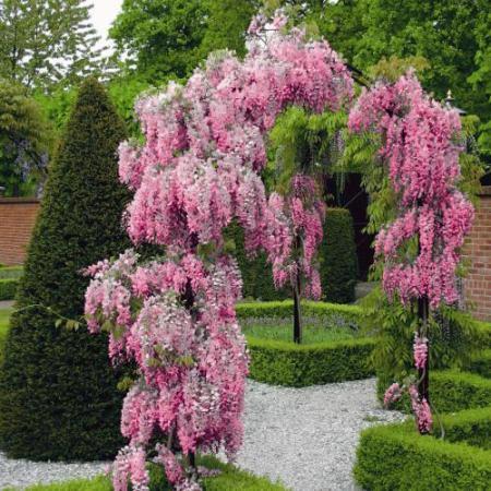 Wisteria čínska