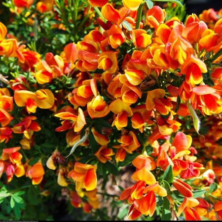 Cytisus (Zanoväť ) Lena