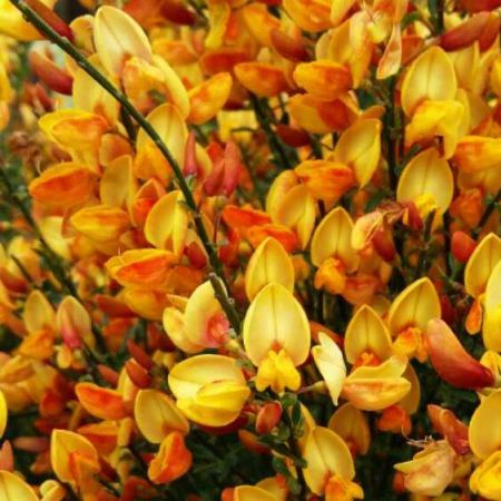 Cytisus (Zanoväť ) Apricot Gem