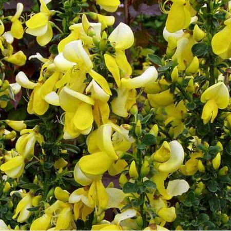 Cytisus (Zanoväť ) Luna