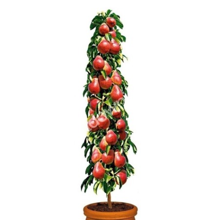 Hruška stĺpová Decora