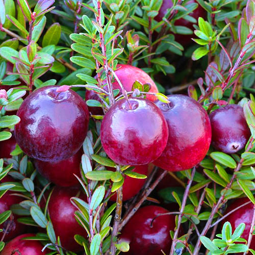 Brusnica Cranberry
