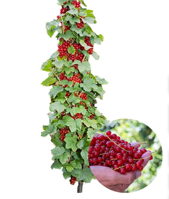 Stĺpovitá Ríbezľa Tatran